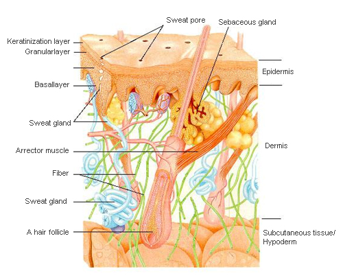 Low-stimulating cosmetics which fit skin